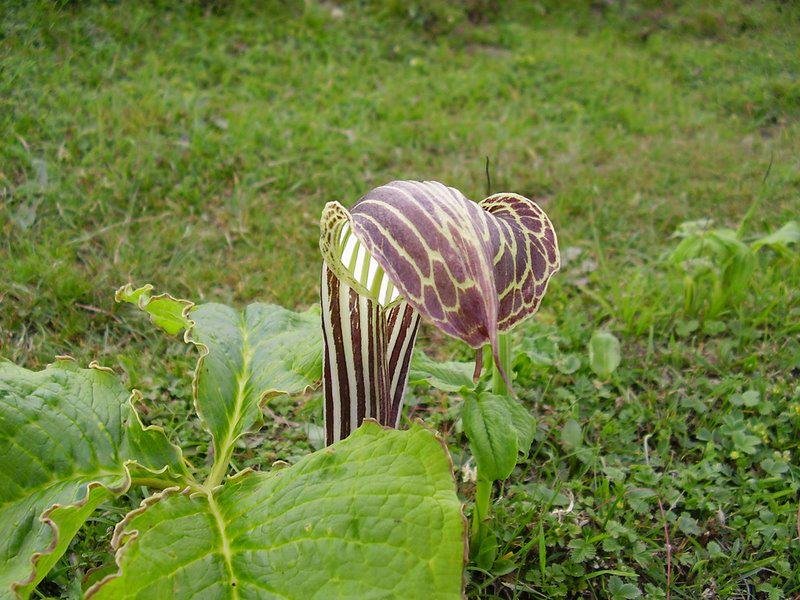 Ganga-choti Snake-flower-ganga-choti-sudhan-gali-Azad-kashmir