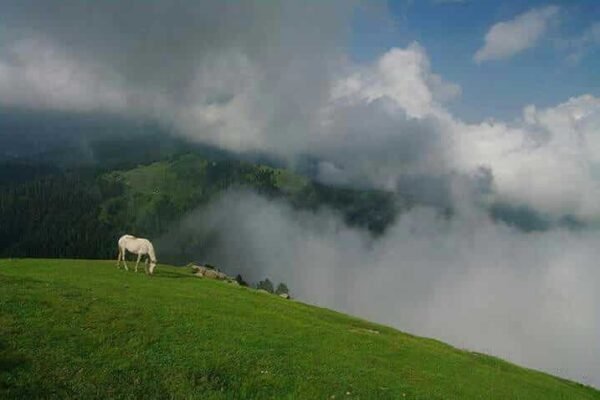 Bagh