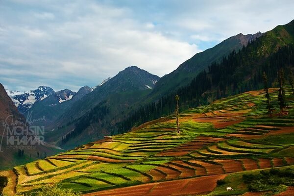 Lalazar Meadows Naran