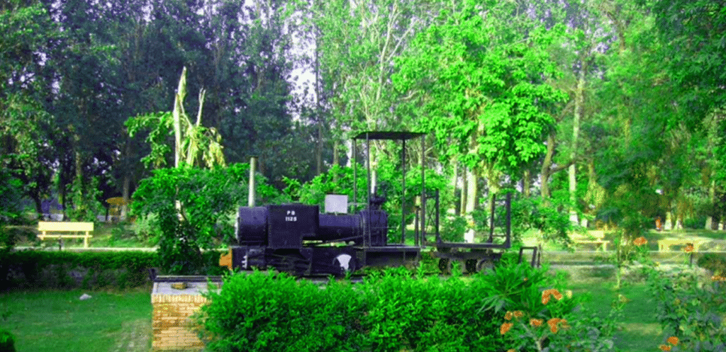 Changa Manga Forest