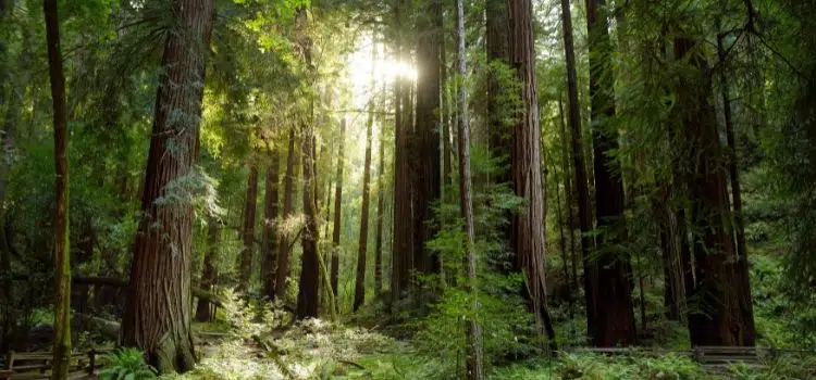 Endless Valleys, Untouched Forests Twisting Rivers of Northern Pakistan