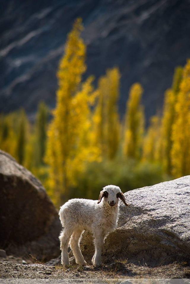 Skardu-Hunza- Tour- Glimpses 